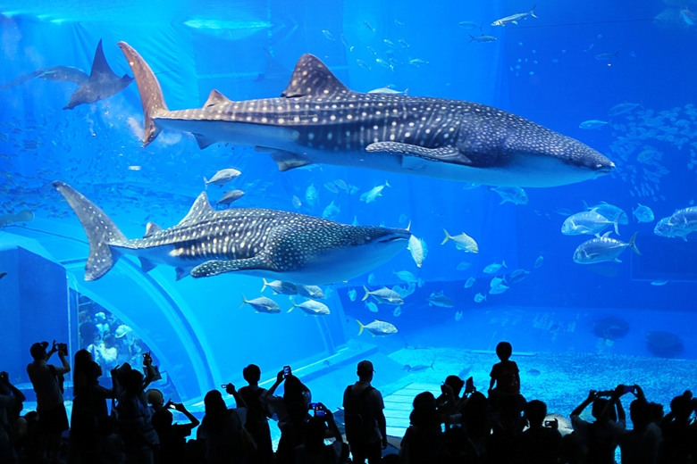 沖縄旅行の定番観光スポットNO.1『海洋博公園　美ら海水族館』